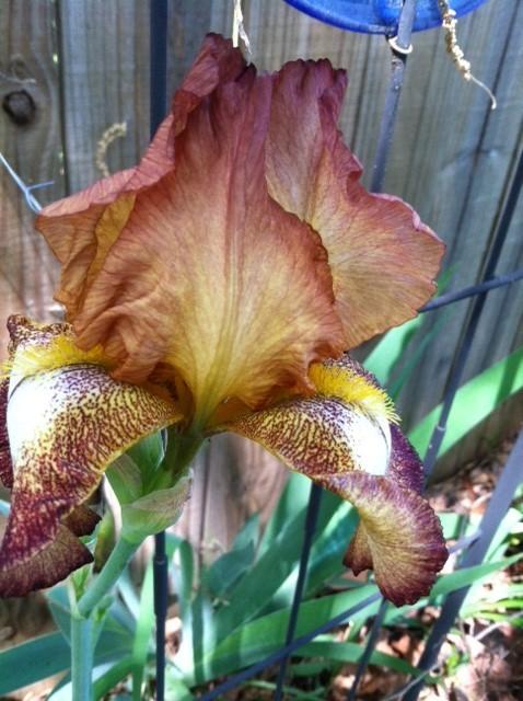 Photo of Tall Bearded Iris (Iris 'Belvi Queen') uploaded by grannysgarden