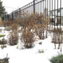 Winter Doesn't End the Beauty of Your Garden