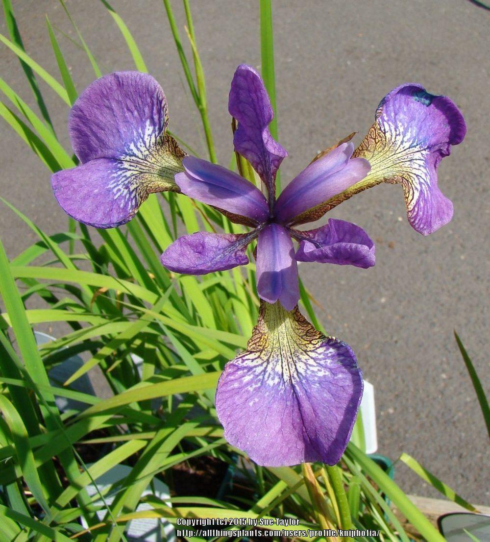 Photo of Siberian Iris (Iris 'Sparkling Rosé') uploaded by kniphofia
