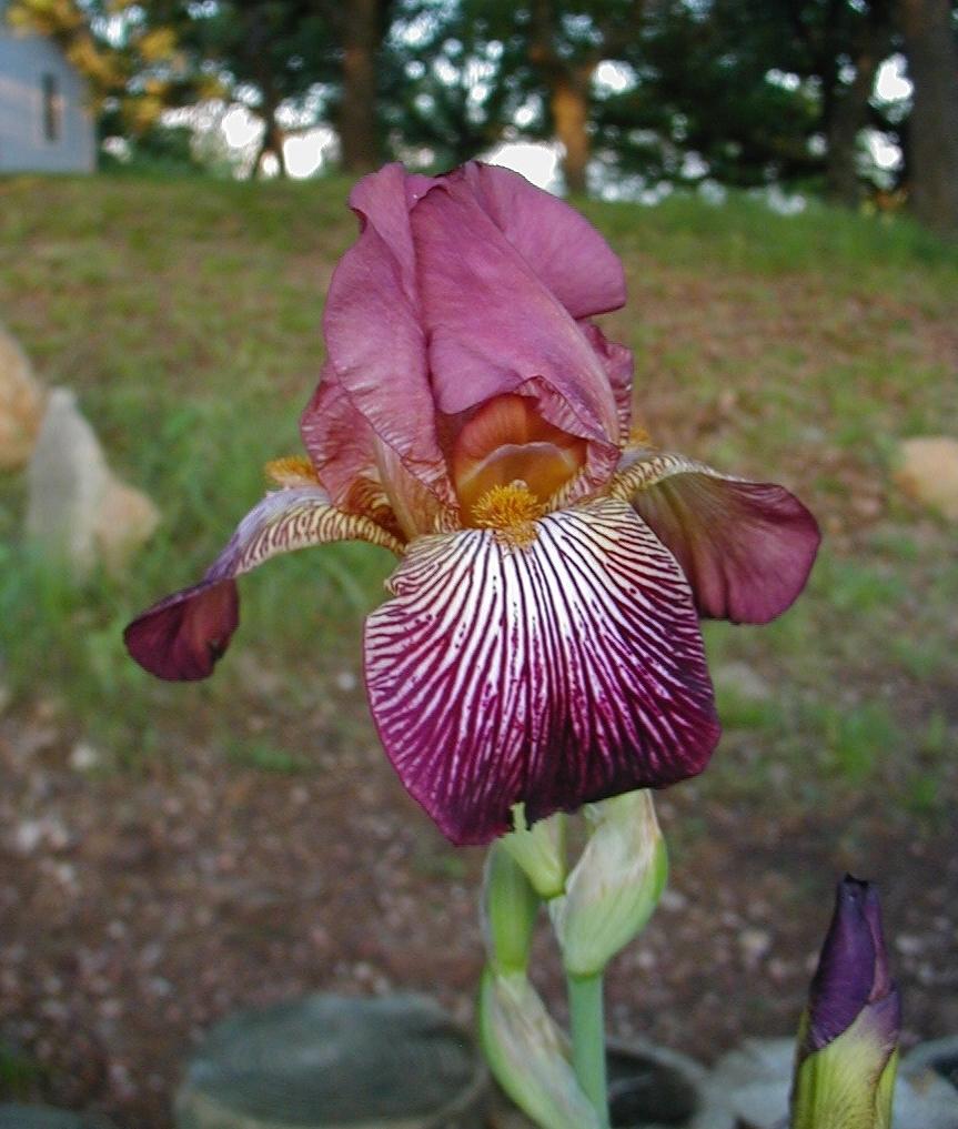 Photo of Arilbred Iris (Iris 'Red Butterfly') uploaded by needrain