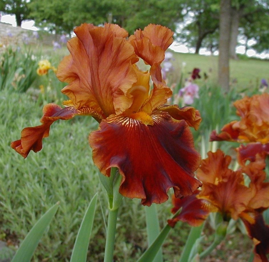 Photo of Tall Bearded Iris (Iris 'Rustler') uploaded by needrain