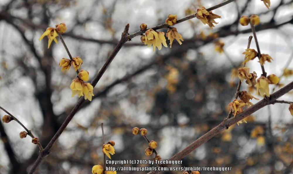 Photo of Fragrant Wintersweet Tree (Chimonanthus praecox) uploaded by treehugger