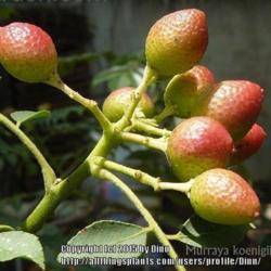Location: Mysore, India
Fruits - berries, favourite of the Asian Koels