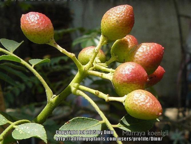 Photo of Curry Leaf (Murraya koenigii) uploaded by Dinu