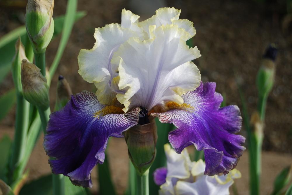 Photo of Tall Bearded Iris (Iris 'Slovak Prince') uploaded by Phillipb2