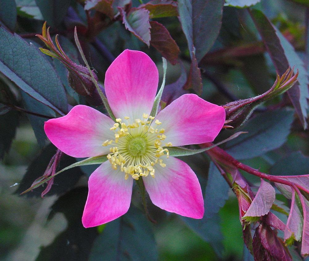 Photo of Red Leaf Rose (Rosa glauca) uploaded by admin