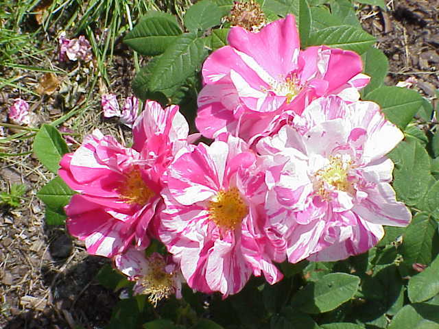 Photo of Rose (Rosa 'Rosa Mundi') uploaded by admin
