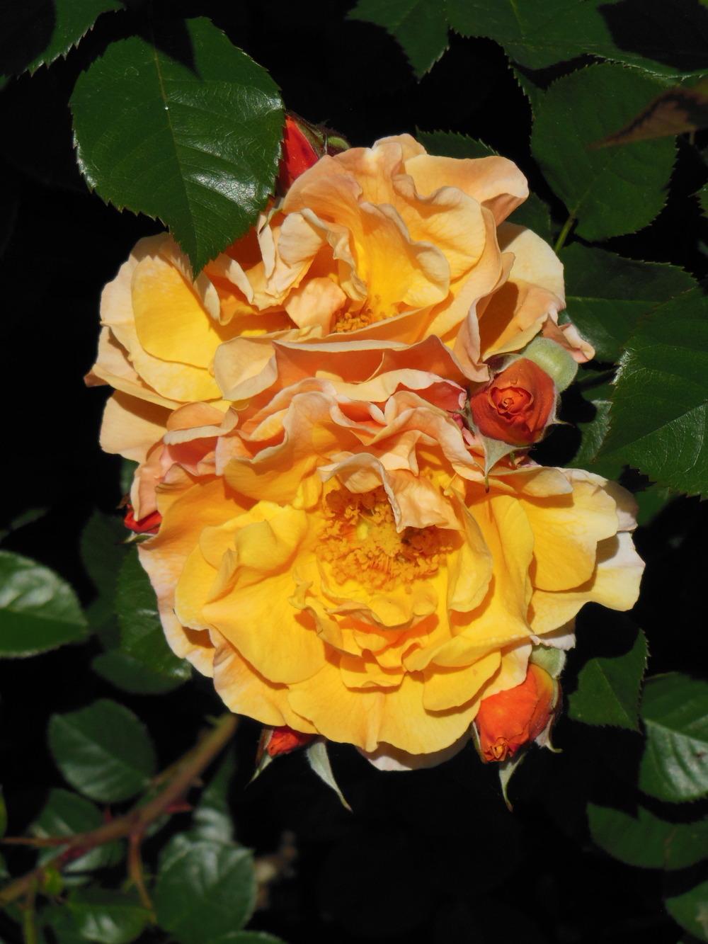 Photo of Rose (Rosa 'Arabia') uploaded by admin