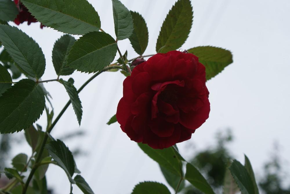 Photo of Rose (Rosa 'Flammentanz') uploaded by admin