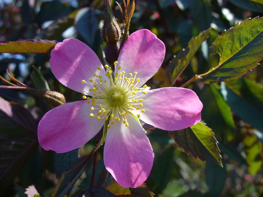 Photo of Red Leaf Rose (Rosa glauca) uploaded by admin