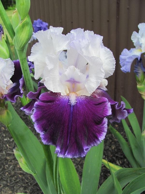 Photo of Tall Bearded Iris (Iris 'Royal Snowcap') uploaded by starwoman