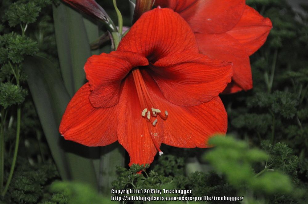 Photo of Amaryllis (Hippeastrum 'Red Lion') uploaded by treehugger