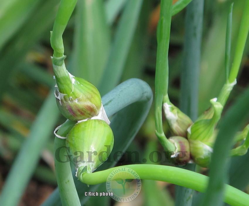 Photo of Egyptian Walking Onion (Allium x proliferum) uploaded by Char
