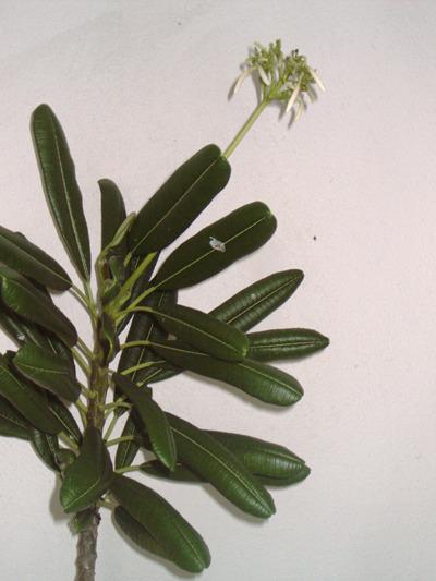 Photo of Plumeria (Plumeria obtusa) uploaded by Dutchlady1