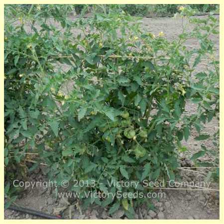 Photo of Tomato (Solanum lycopersicum 'Alpha Pink') uploaded by MikeD