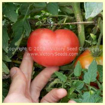 Photo of Tomato (Solanum lycopersicum 'Alpha Pink') uploaded by MikeD