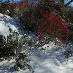 Brightly Colored Berries for Winter Beauty and Attracting Songbirds.