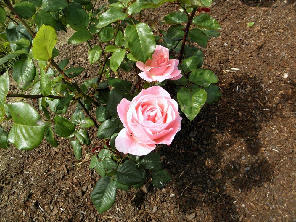 Photo of Rose (Rosa 'Queen Elizabeth') uploaded by admin