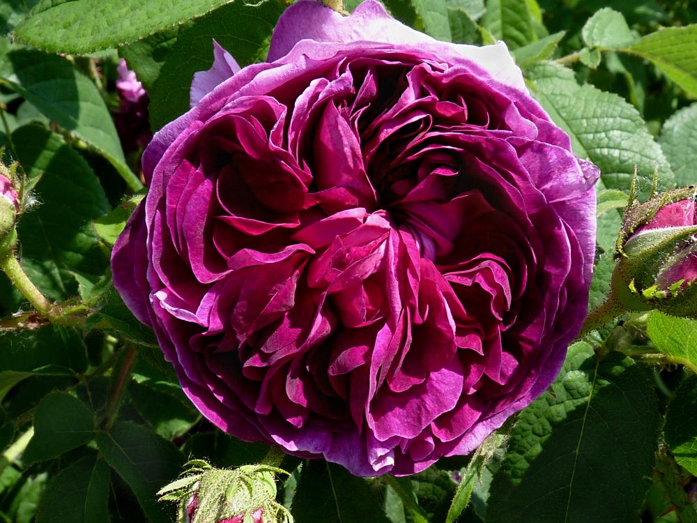 Photo of Gallica Rose (Rosa 'Charles de Mills') uploaded by admin