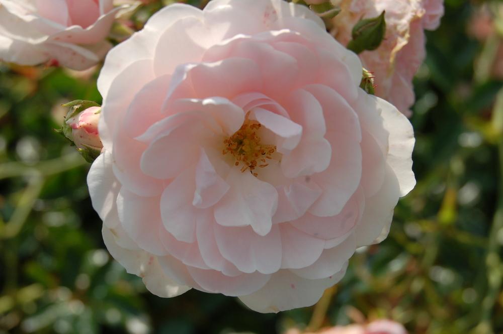 Photo of Rose (Rosa 'Sea Foam') uploaded by admin