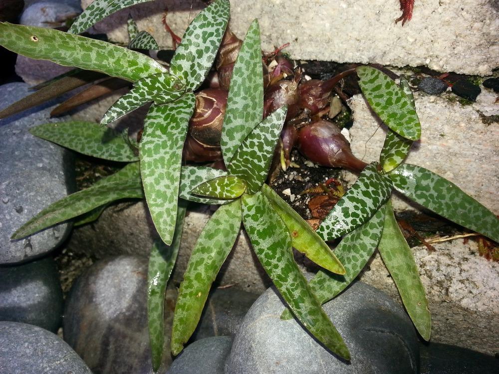Photo of Silver Squill (Ledebouria socialis) uploaded by karmatree