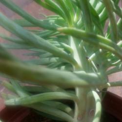 Location: Holmes Beach FL
Date: 2015-01-31
This senecio is cresting at the top...very unusual