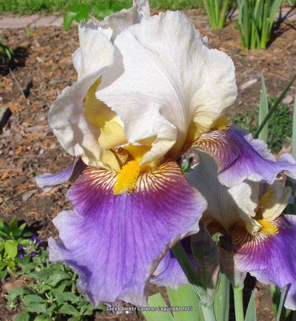 Photo of Tall Bearded Iris (Iris 'Tracy's Sunshine') uploaded by lovemyhouse