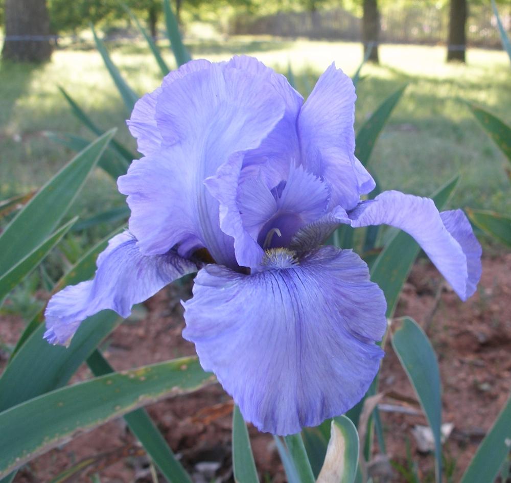 Photo of Arilbred Iris (Iris 'Trophy') uploaded by needrain