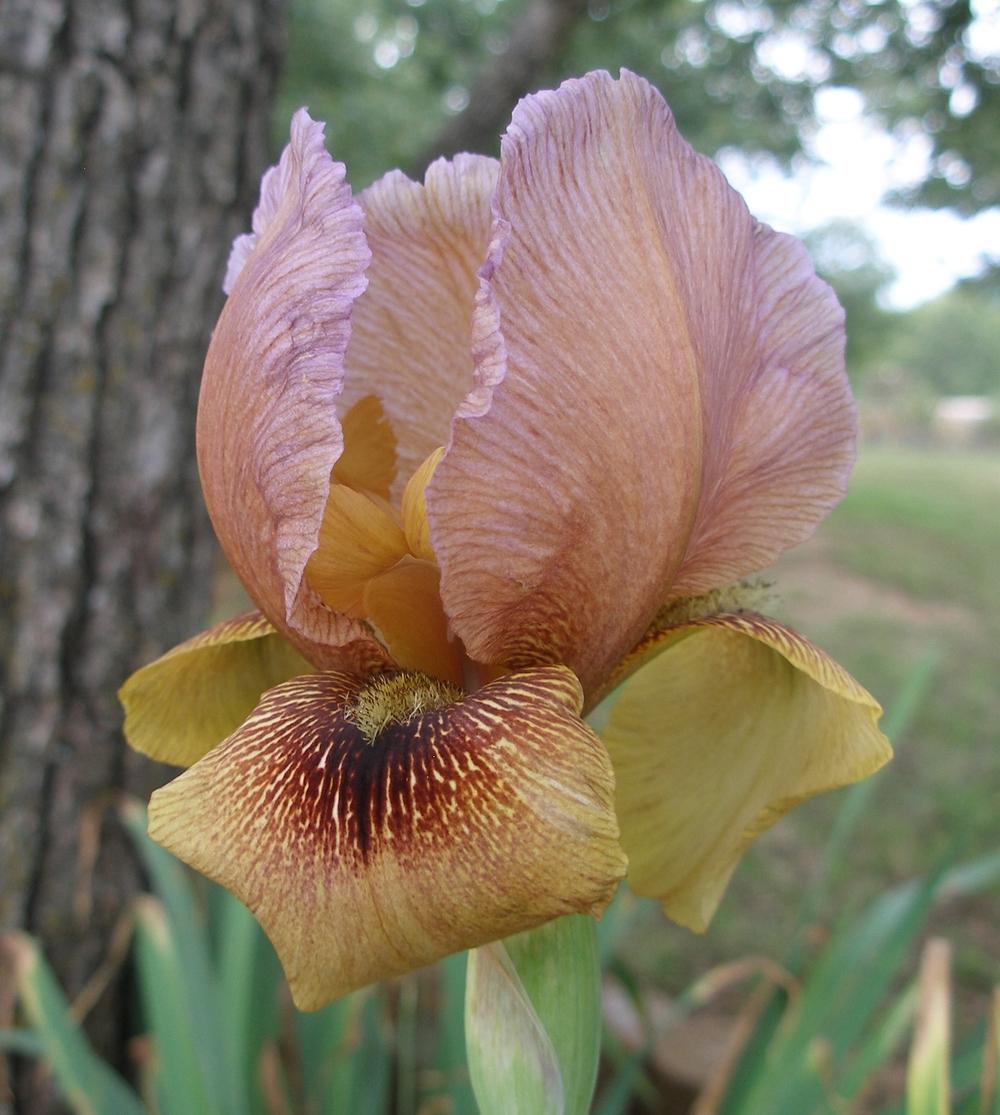Photo of Arilbred Iris (Iris 'Thabor') uploaded by needrain
