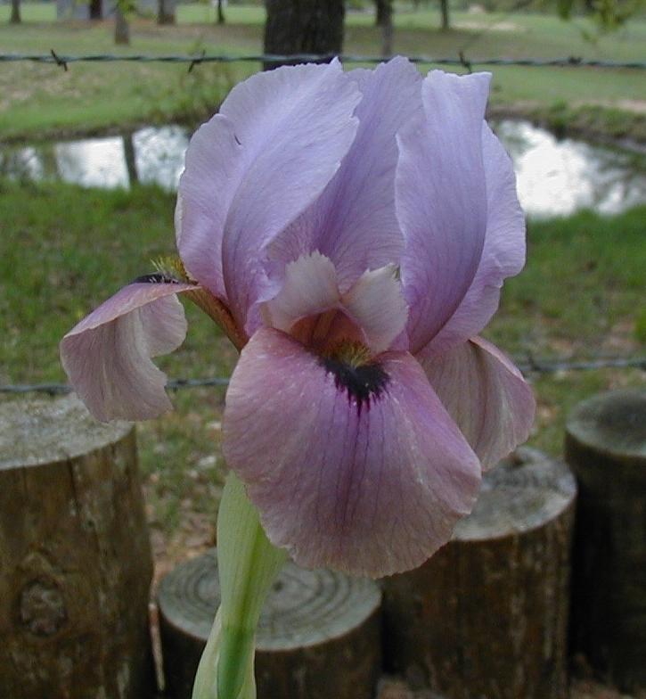 Photo of Arilbred Iris (Iris 'Tattletale') uploaded by needrain