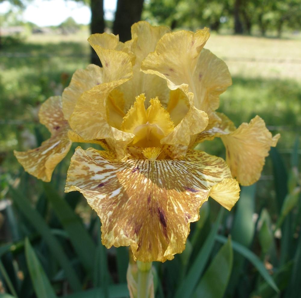 Photo of Tall Bearded Iris (Iris 'Tiger Honey') uploaded by needrain