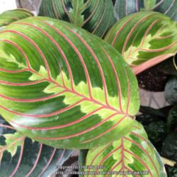 Location: Lowe's
Date: 2015-01-28
Really like the red veining on this plant againts the greens.