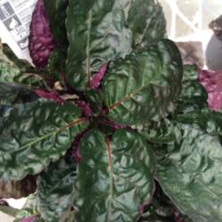 Location: Lowe's
Date: 2015-01-28
Really like the dark green and purple-red leaves