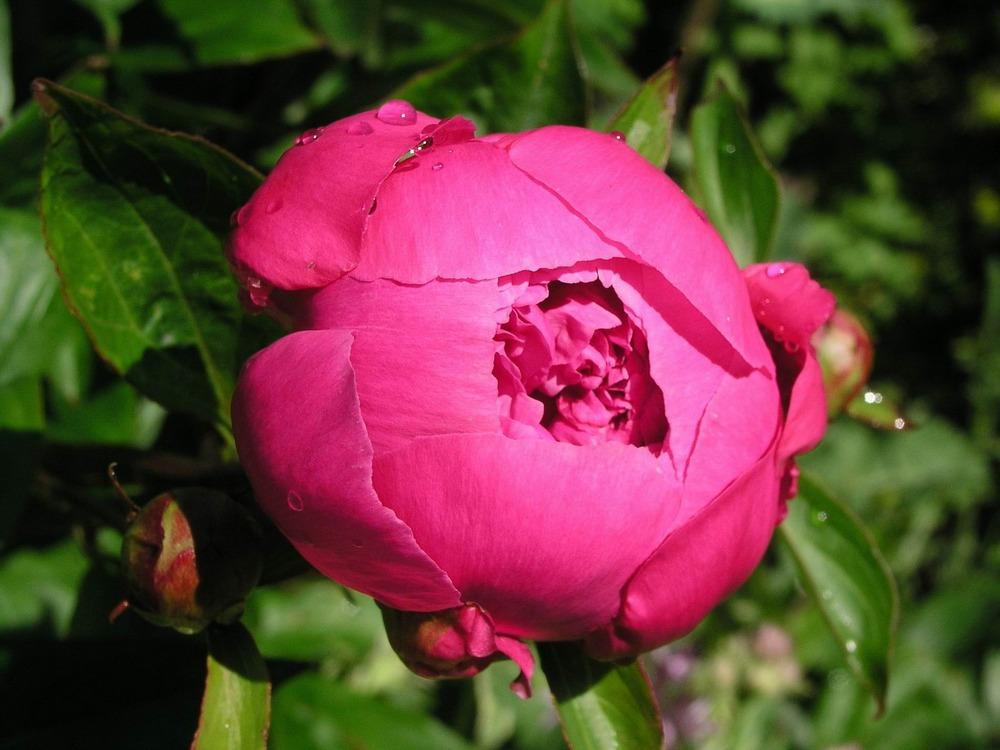 Photo of Chinese Peony (Paeonia lactiflora 'Afterglow') uploaded by Galanthophile