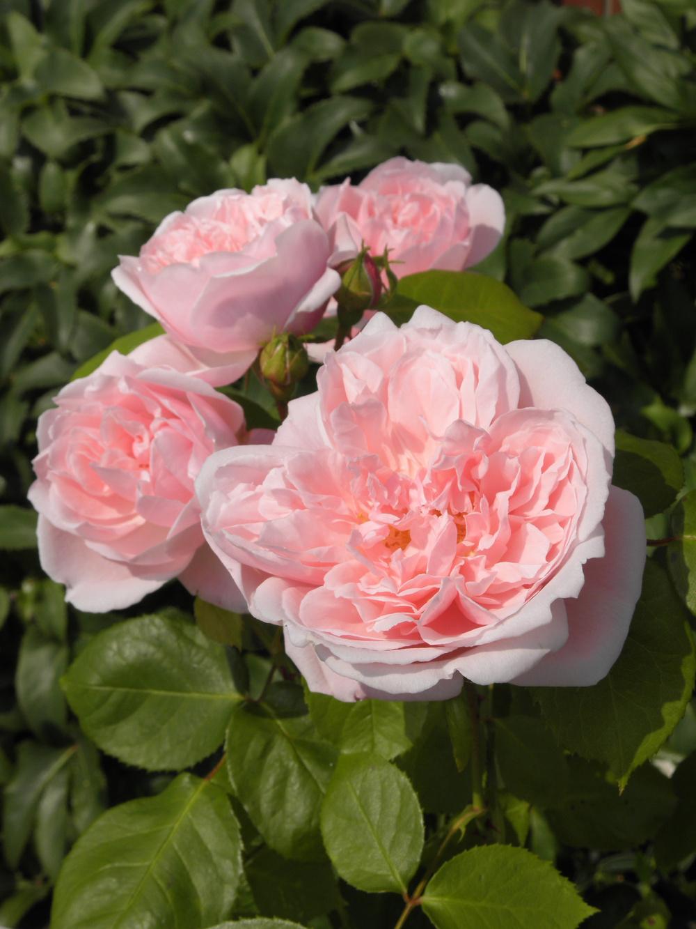 Photo of English Shrub Rose (Rosa 'Kathryn Morley') uploaded by Galanthophile