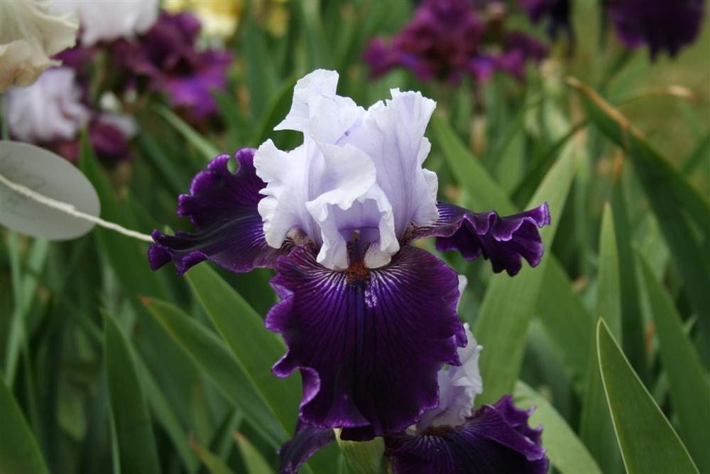 Photo of Tall Bearded Iris (Iris 'Wicked Good') uploaded by KentPfeiffer