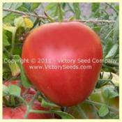 Image used courtesy of the Victory Seed Company