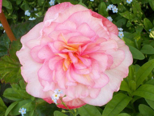 Photo of Roseform Begonia (Begonia x tuberhybrida 'Roseform Peach') uploaded by Oberon46