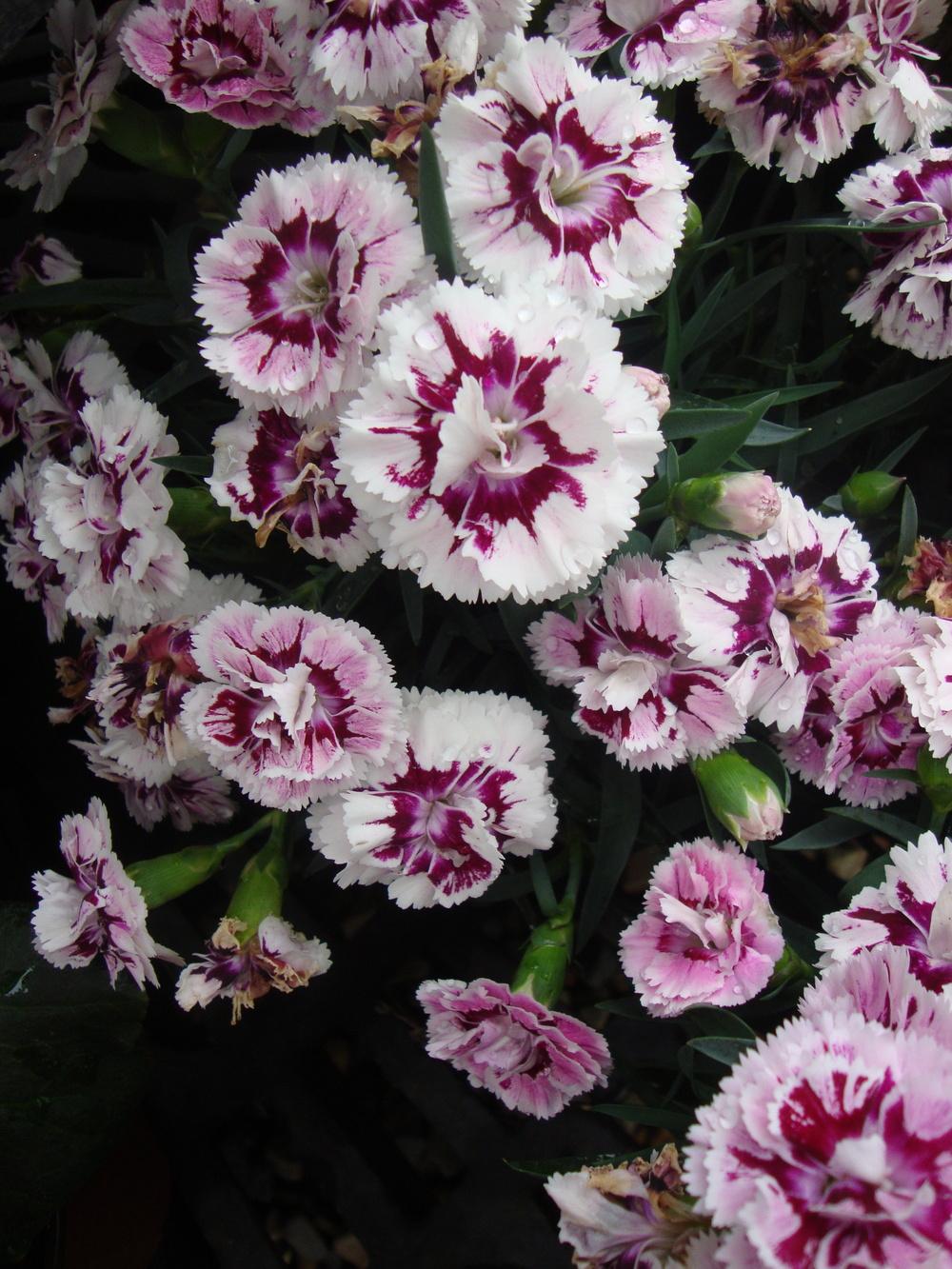 Photo of Dianthus uploaded by Paul2032