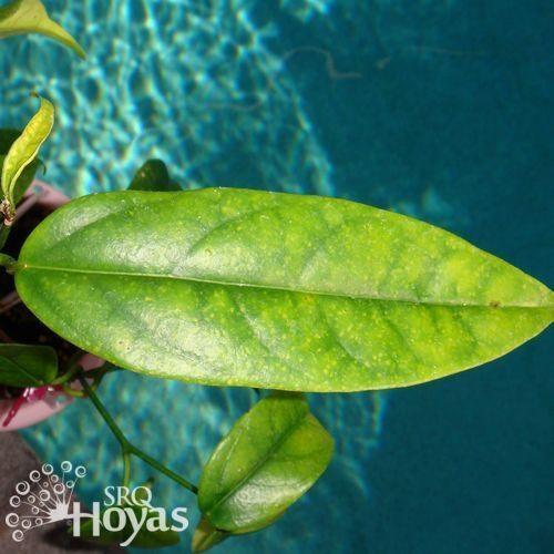 Photo of Wax Plant (Hoya buotii) uploaded by SRQHoyas