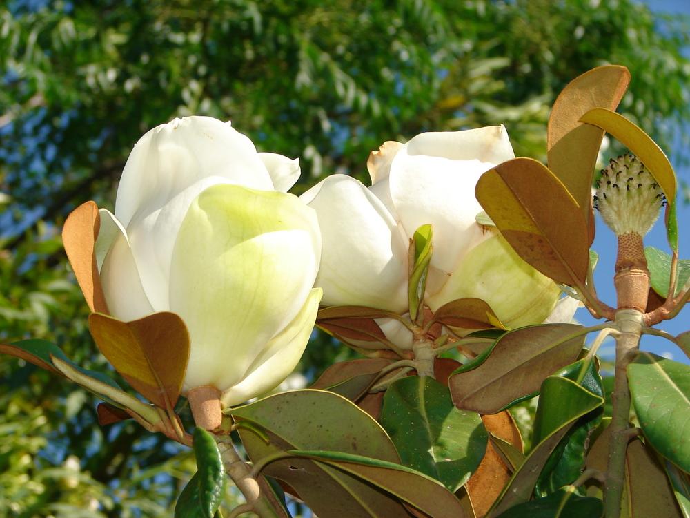Photo of Southern Magnolia (Magnolia grandiflora) uploaded by admin