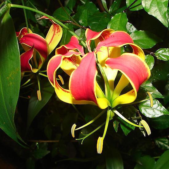 Photo of Gloriosa Lily (Gloriosa superba) uploaded by admin