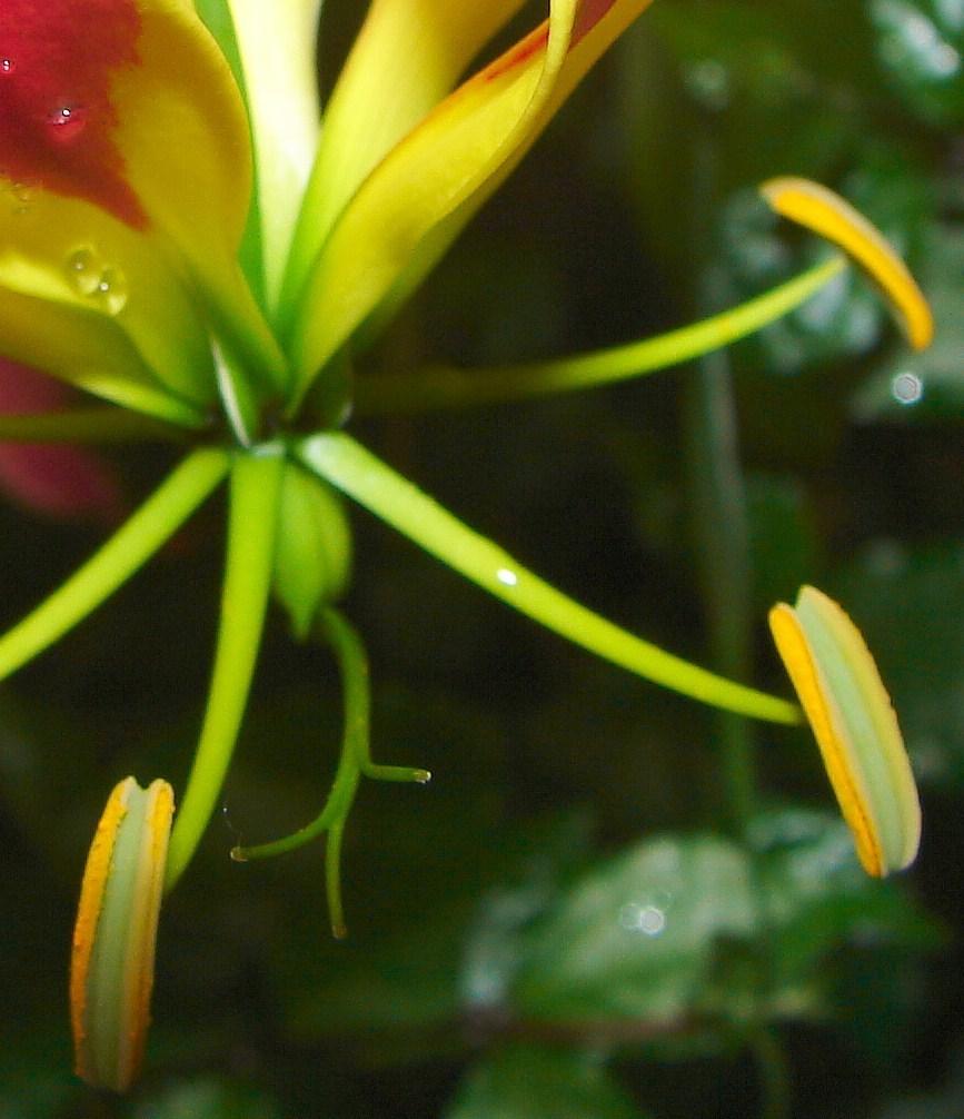 Photo of Gloriosa Lily (Gloriosa superba) uploaded by admin