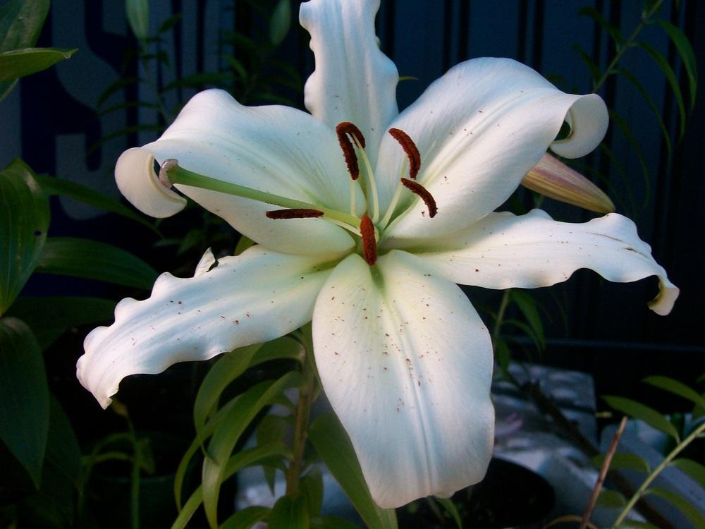 Photo of Lily (Lilium 'Rexona') uploaded by gwhizz