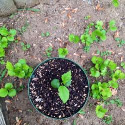 
Seedling (in pot) with blue green coetyldon