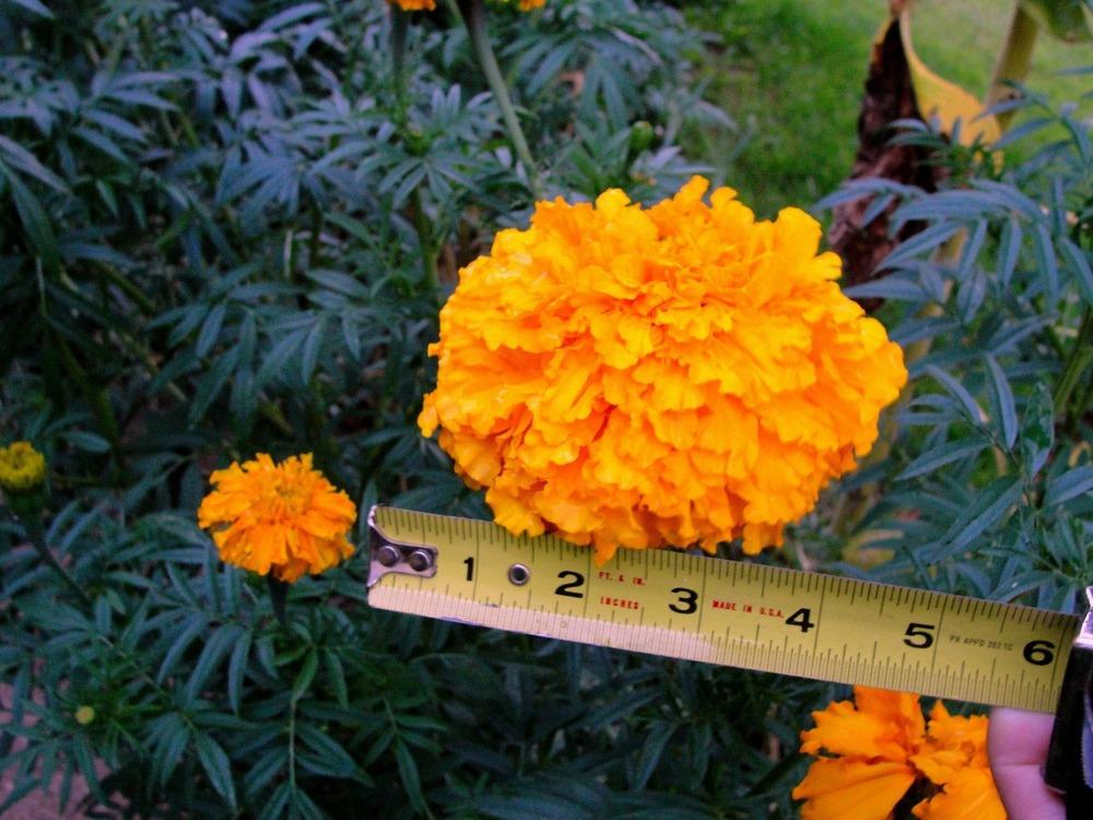 Photo of African Marigold (Tagetes erecta) uploaded by keithp2012