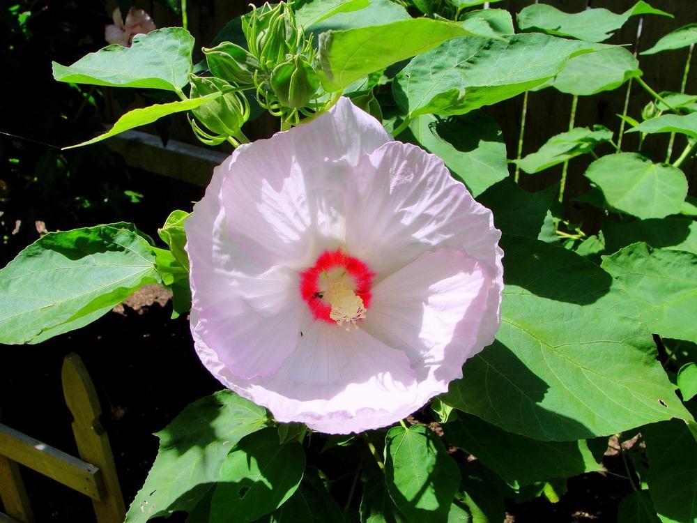 Photo of Hardy Hibiscus (Hibiscus moscheutos) uploaded by keithp2012
