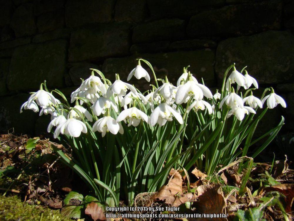 Photo of Double Common Snowdrop (Galanthus nivalis 'Flore Pleno') uploaded by kniphofia