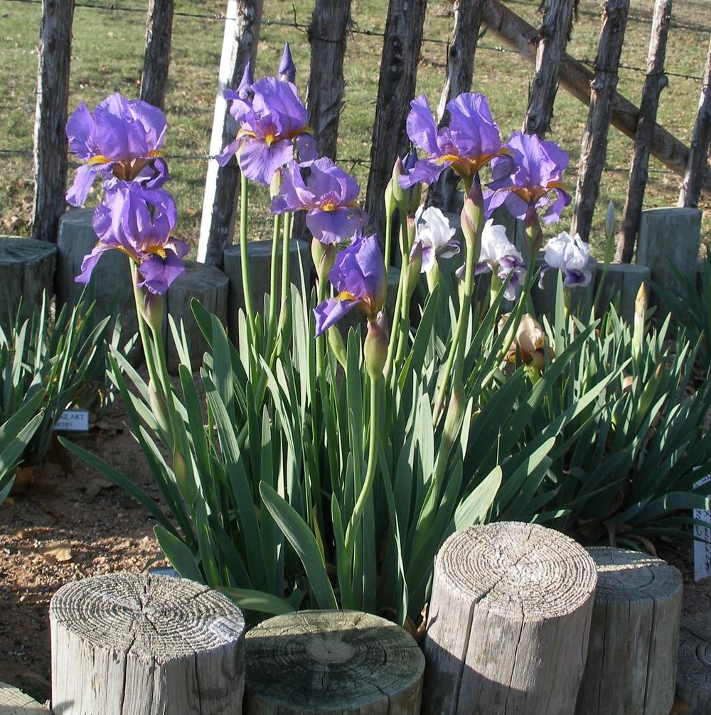 Photo of Arilbred Iris (Iris 'Alright Already') uploaded by needrain