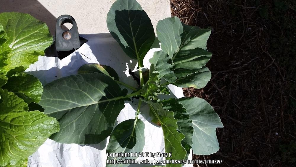 Photo of Cauliflower (Brassica oleracea var. botrytis 'White Cloud') uploaded by p1mkw